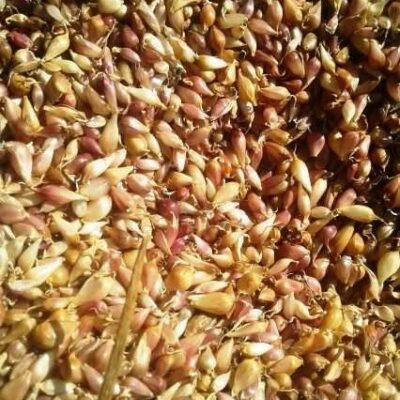 Воздушка сорт Прометей -Воздушка чеснок сорт Прометей