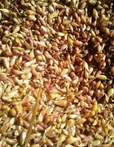 Воздушка сорт Прометей -Воздушка чеснок сорт Прометей