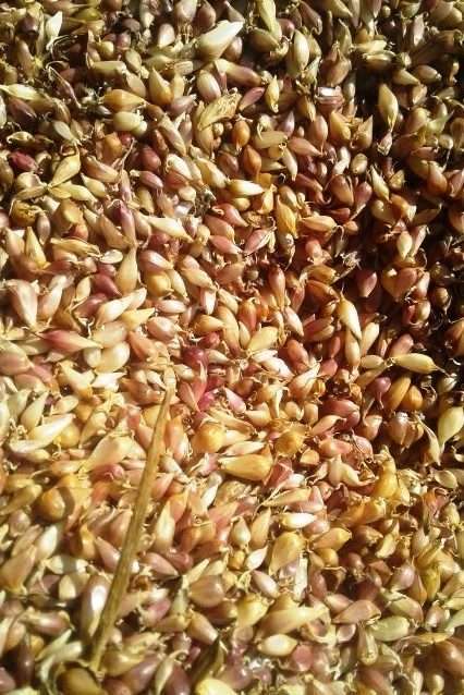 Воздушка сорт Прометей