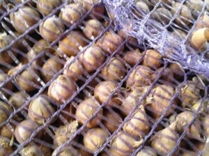 Однозубка сорт Харківський фіолетовий - Однозубка чеснока сорт Харьковский фиолетовый