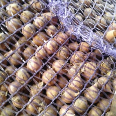 Однозубка сорт Харківський фіолетовий - Однозубка чеснока сорт Харьковский фиолетовый