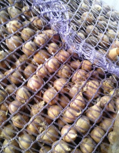 Однозубка сорт Харківський фіолетовий - Однозубка чеснока сорт Харьковский фиолетовый