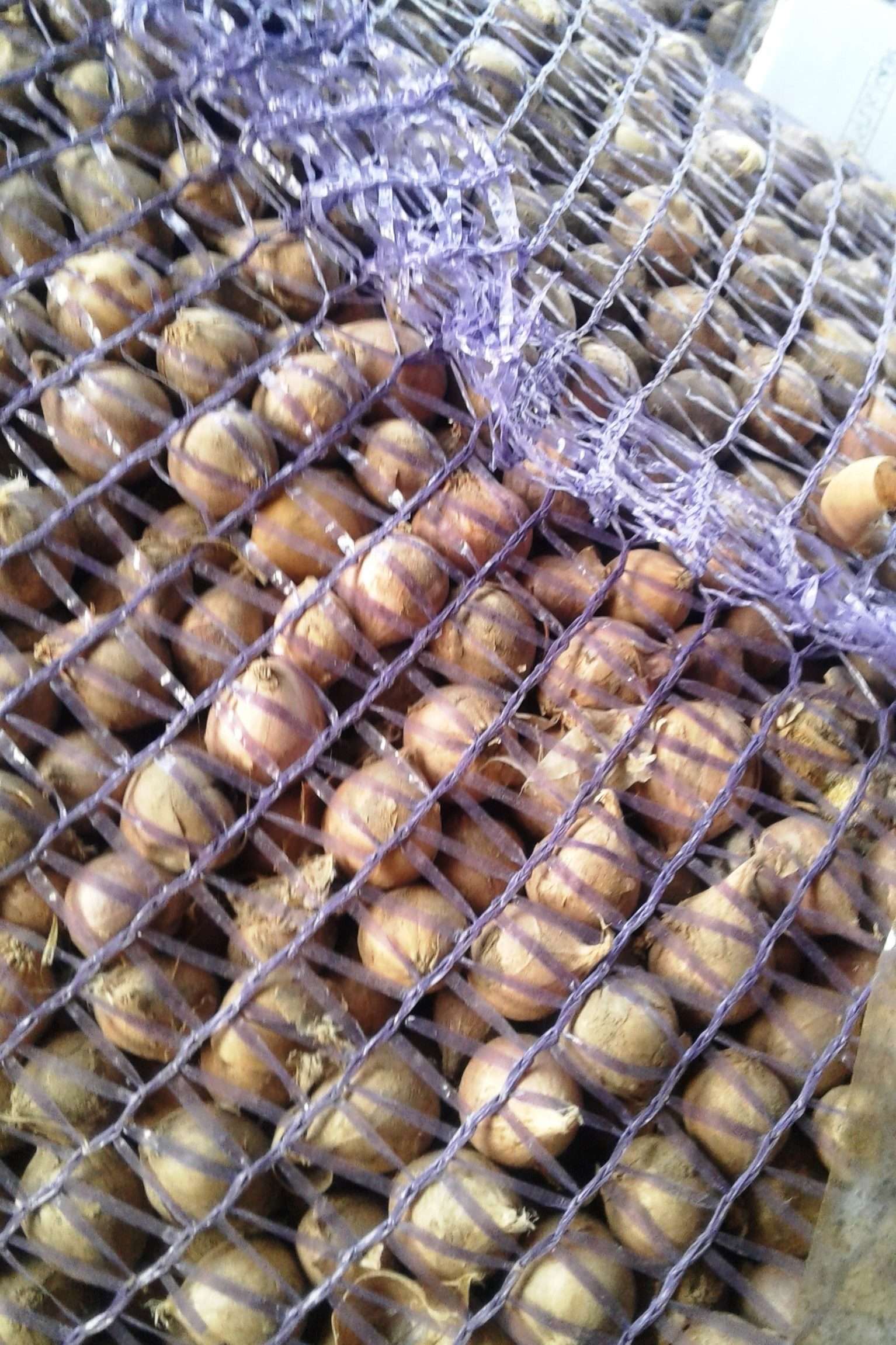 Однозубка сорт Харківський фіолетовий