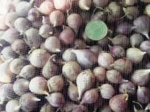 Однозубка сорт Любаша - Однозубка чеснока сорт Любаша