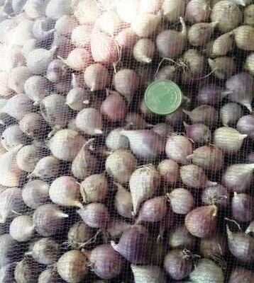 Однозубка сорт Любаша - Однозубка чеснока сорт Любаша