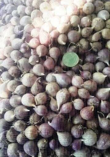 Однозубка сорт Любаша - Однозубка чеснока сорт Любаша