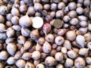 Однозубка сорт Промінь - Однозубка чеснока сорт Проминь