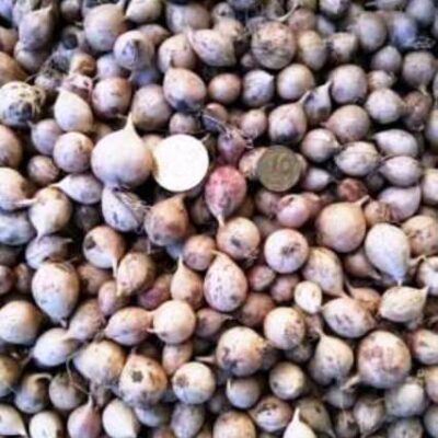 Однозубка сорт Промінь - Однозубка чеснока сорт Проминь