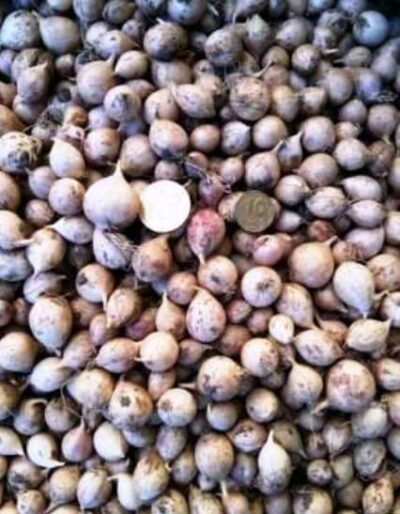 Однозубка сорт Промінь - Однозубка чеснока сорт Проминь