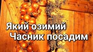 продам чеснок