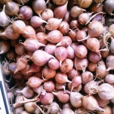 Однозубка сорт Софіївський - Однозубка чеснока сорт Софиевский