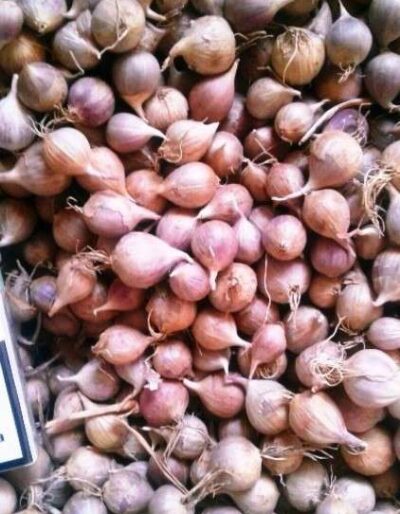 Однозубка сорт Софіївський - Однозубка чеснока сорт Софиевский