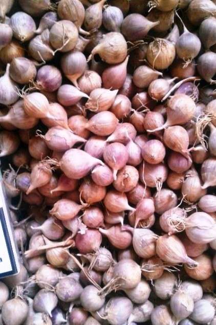 Однозубка сорт Софіївський