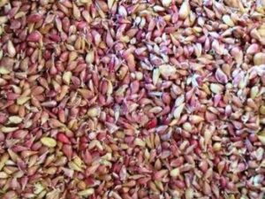 Насіння часнику на весну - Семена чеснока - Чеснок для посадки весной