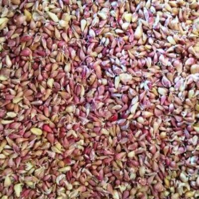 Насіння часнику на весну - Семена чеснока - Чеснок для посадки весной