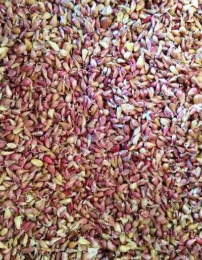 Насіння часнику на весну - Семена чеснока - Чеснок для посадки весной