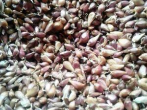 Воздушка сорт Любаша - Воздушка чеснок сорт Любаша