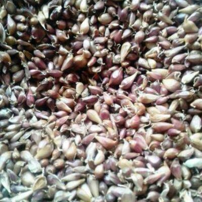 Воздушка сорт Любаша - Воздушка чеснок сорт Любаша