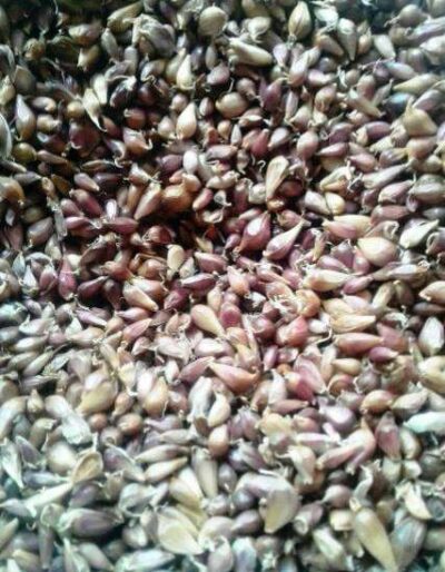 Воздушка сорт Любаша - Воздушка чеснок сорт Любаша