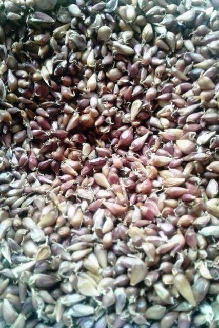 Воздушка сорт Любаша