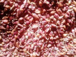 Воздушка сорт Софіївський -Воздушка чеснок сорт Софиевский