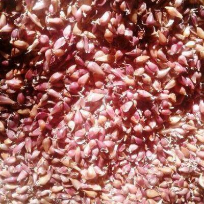 Воздушка сорт Софіївський -Воздушка чеснок сорт Софиевский