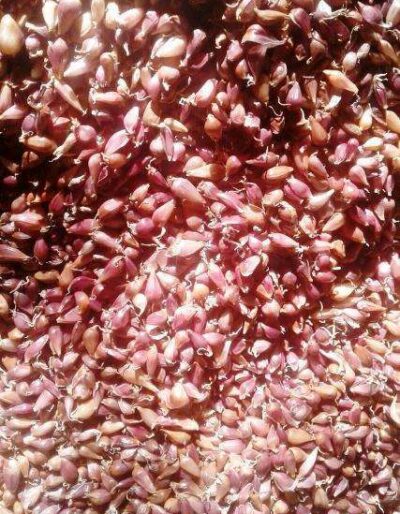 Воздушка сорт Софіївський -Воздушка чеснок сорт Софиевский