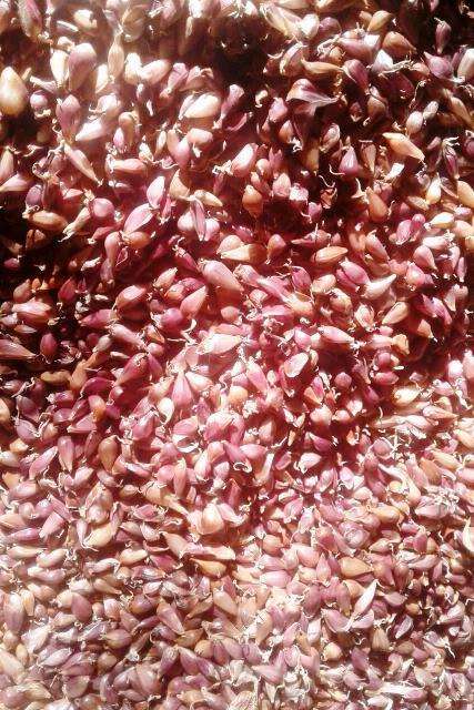 Воздушка сорт Софіївський