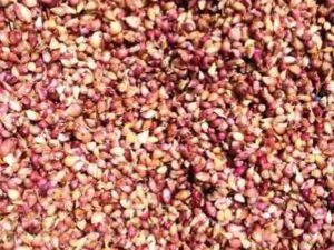 Воздушка сорт Промінь - Воздушка чеснок сорт Проминь