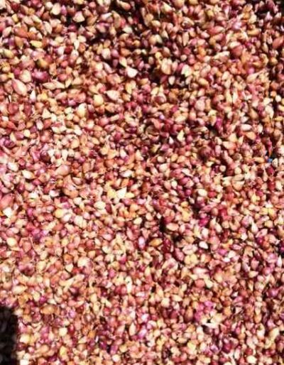 Воздушка сорт Промінь - Воздушка чеснок сорт Проминь