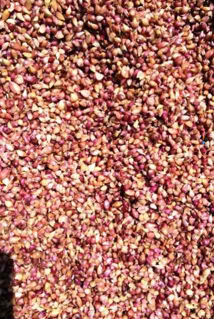 Воздушка сорт Промінь