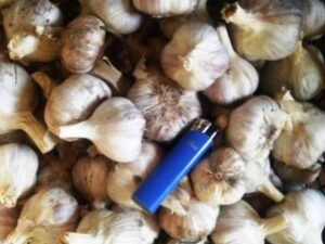 Часник сорт Софіївський - Чеснок посадочный сорт Софиевский