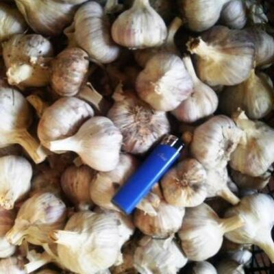 Часник сорт Софіївський - Чеснок посадочный сорт Софиевский