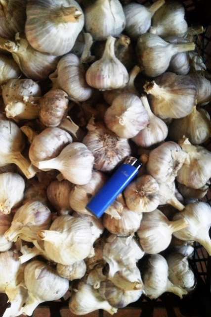 Часник сорт Софіївський