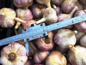 Часник сорт Любаша - Чеснок посадочный сорт Любаша