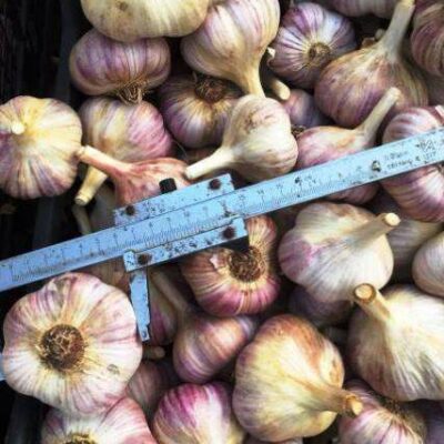 Часник сорт Любаша - Чеснок посадочный сорт Любаша