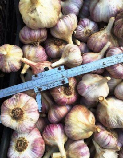 Часник сорт Любаша - Чеснок посадочный сорт Любаша