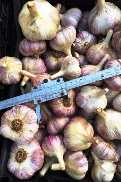 Часник сорт Любаша - Чеснок посадочный сорт Любаша