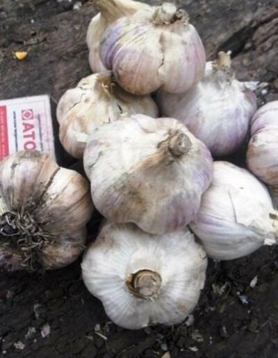 Часник сорт Промінь - Чеснок посадочный сорт Проминь
