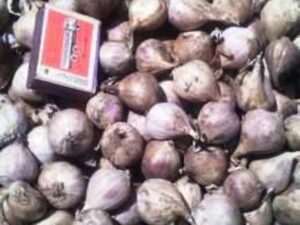 Однозубка сорт Лідер - Однозубка чеснока сорт Лидер