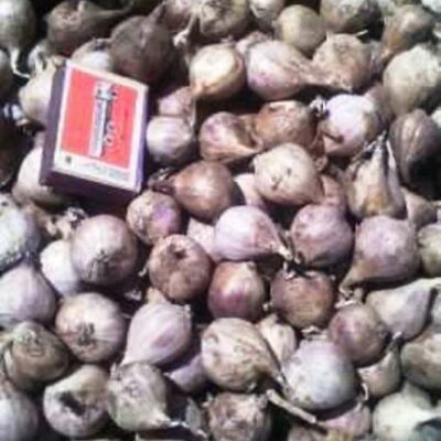 Однозубка сорт Лідер - Однозубка чеснока сорт Лидер