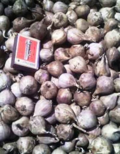 Однозубка сорт Лідер - Однозубка чеснока сорт Лидер