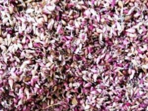 Воздушка сорт Харківський фіолетовий - Воздушка чеснок сорт Харковський фиолетовый