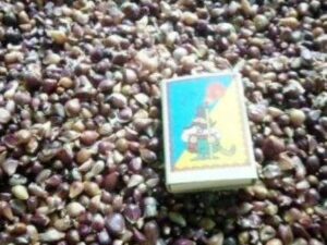 Воздушка сорт Лідер - Воздушка чеснок сорт Лидер