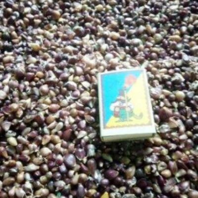 Воздушка сорт Лідер - Воздушка чеснок сорт Лидер