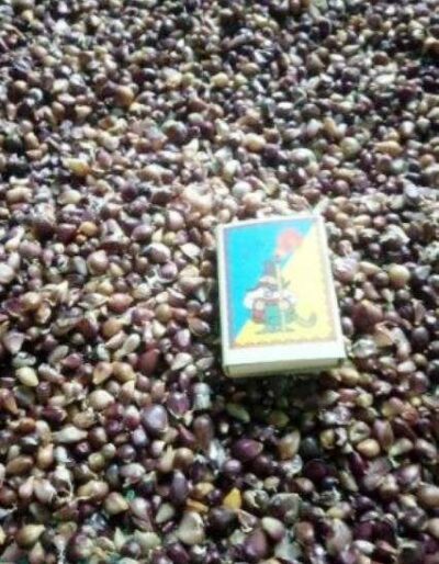 Воздушка сорт Лідер - Воздушка чеснок сорт Лидер