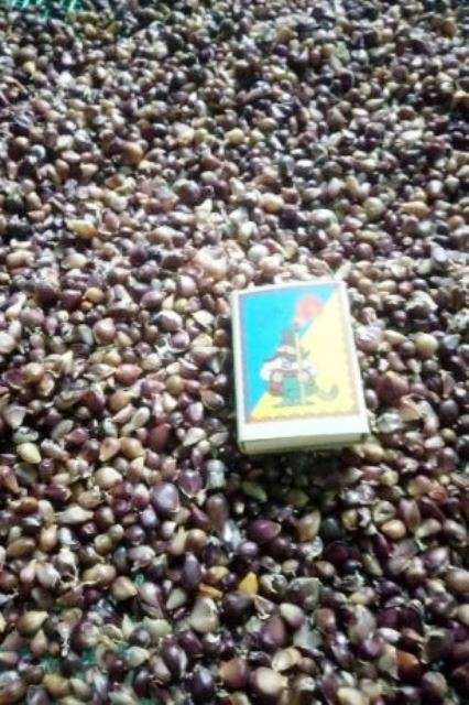 Воздушка сорт Лідер