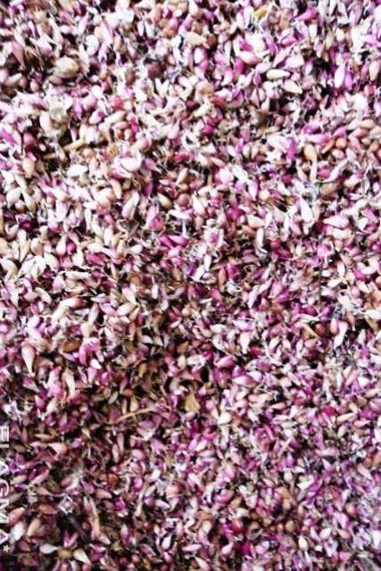 Воздушка сорт Харківський фіолетовий