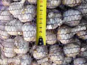 Часник сорт Харківський фіолетовий - Чеснок посадочный сорт Харьковский фиолетовый