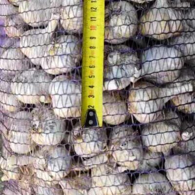 Часник сорт Харківський фіолетовий - Чеснок посадочный сорт Харьковский фиолетовый